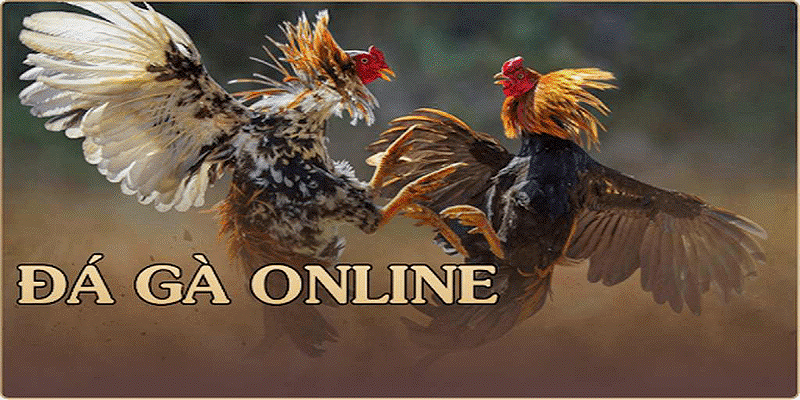 Đá gà online trên Sin88 2