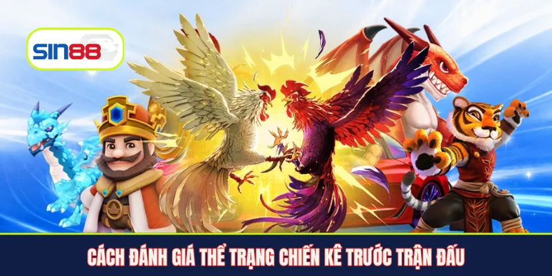 Cách đánh giá thể trạng chiến kê trước trận đấu